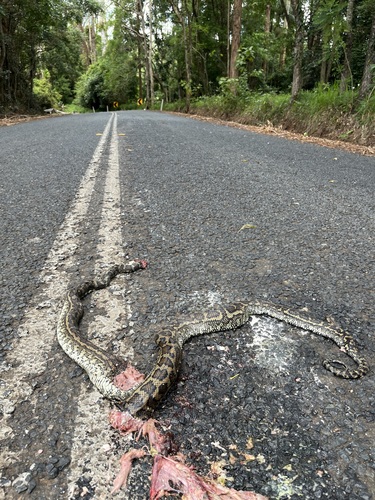 Coastal Carpet Python sighting