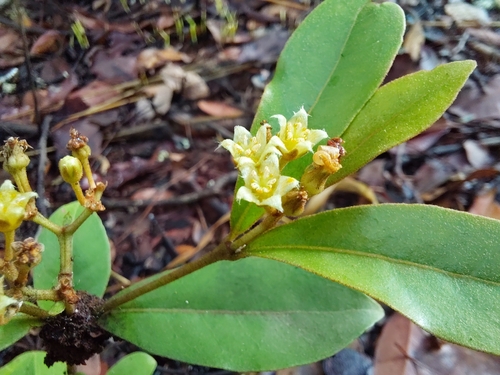 Psorospermum mechowii