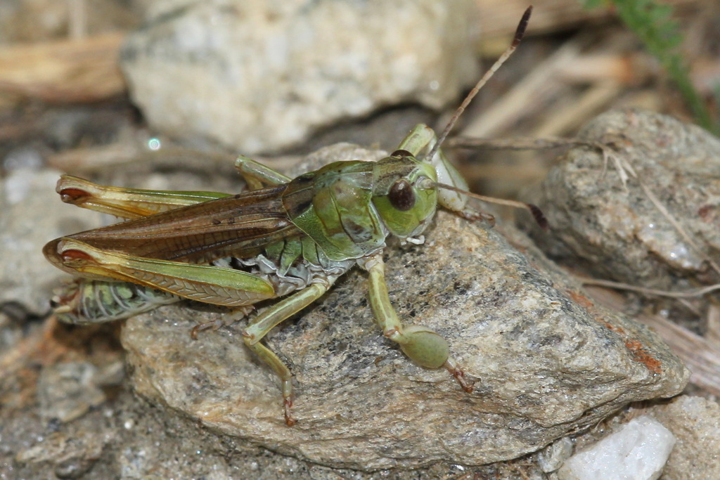 Club-legged Grasshopper (Heuschrecken (Orthoptera: Saltatoria) in ...