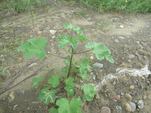Cluster Mallow (Malva verticillata)