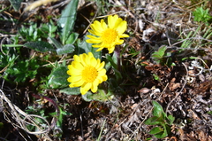 Tephroseris integrifolia atropurpurea
