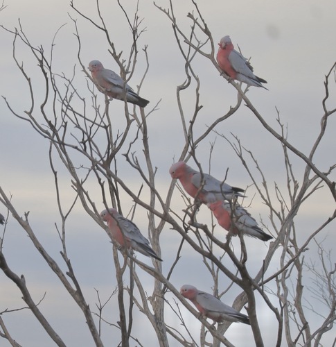 Galah