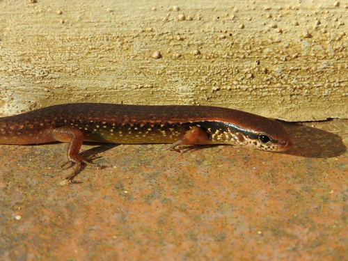 Brown Forest Skink