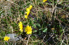 Tephroseris integrifolia atropurpurea
