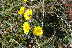Tephroseris integrifolia atropurpurea