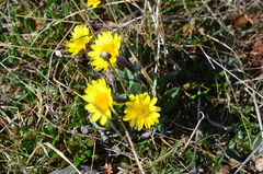 Tephroseris integrifolia atropurpurea