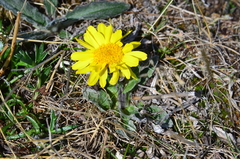 Tephroseris integrifolia atropurpurea