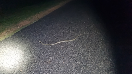 Coastal Carpet Python sighting