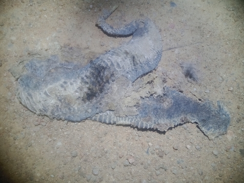 Southern Death Adder sighting