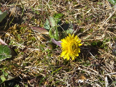 Tephroseris integrifolia atropurpurea