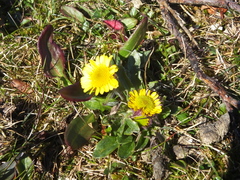 Tephroseris integrifolia atropurpurea