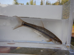 Couesius plumbeus