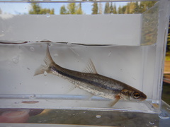Couesius plumbeus