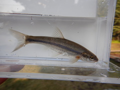 Couesius plumbeus