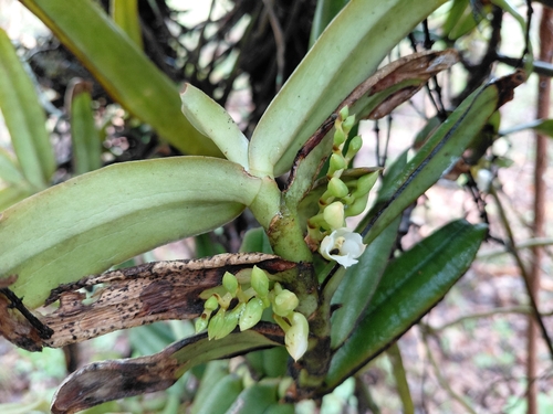 Calyptrochilum christyanum
