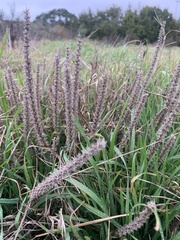 Plantago aristata