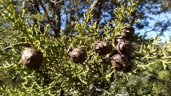 Cupressus forbesii