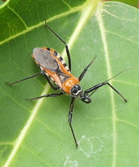 Sphedanolestes