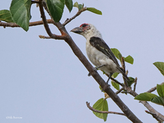 Lybius chaplini