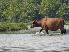 Syncerus caffer nanus