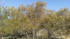 Ornithostaphylos oppositifolia