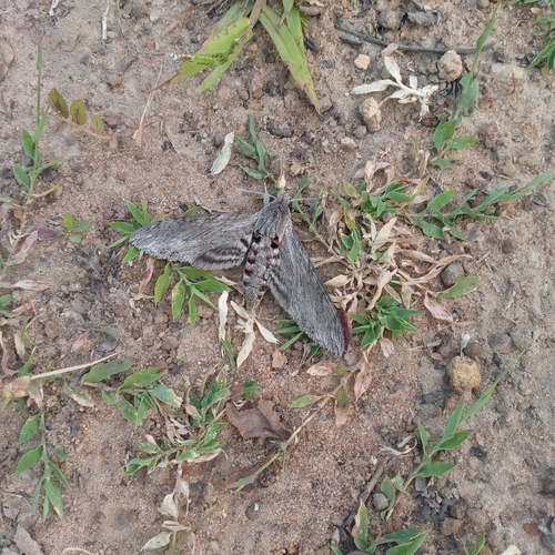 Convolvulus Hawkmoth