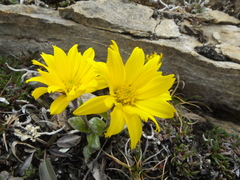 Tephroseris frigida