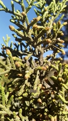 Cupressus forbesii