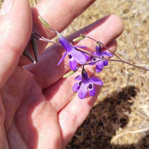 Conanthera trimaculata (Conanthera trimaculata)