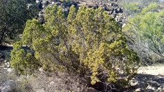 Cupressus forbesii