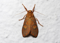 Ammatho roseororatus