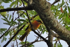 Telophorus sulfureopectus