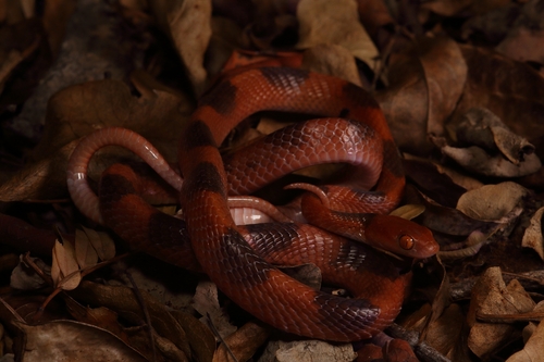 Common Tiger Snake