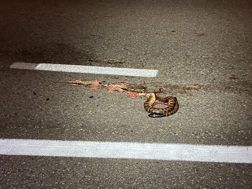 Black-headed Python sighting