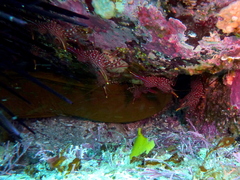 Rhynchocinetes serratus