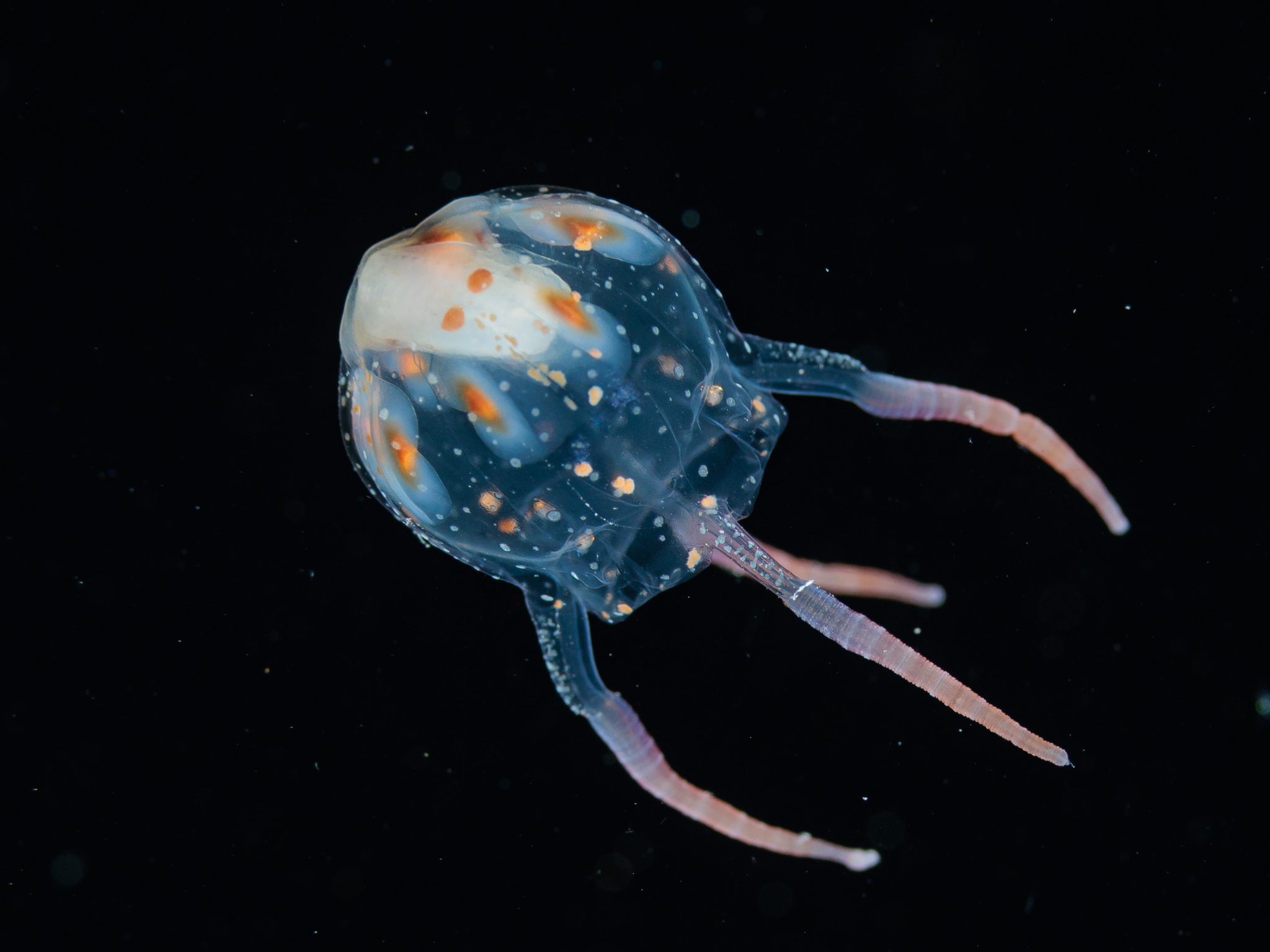 Copula sivickisi (Stiasny, 1926)