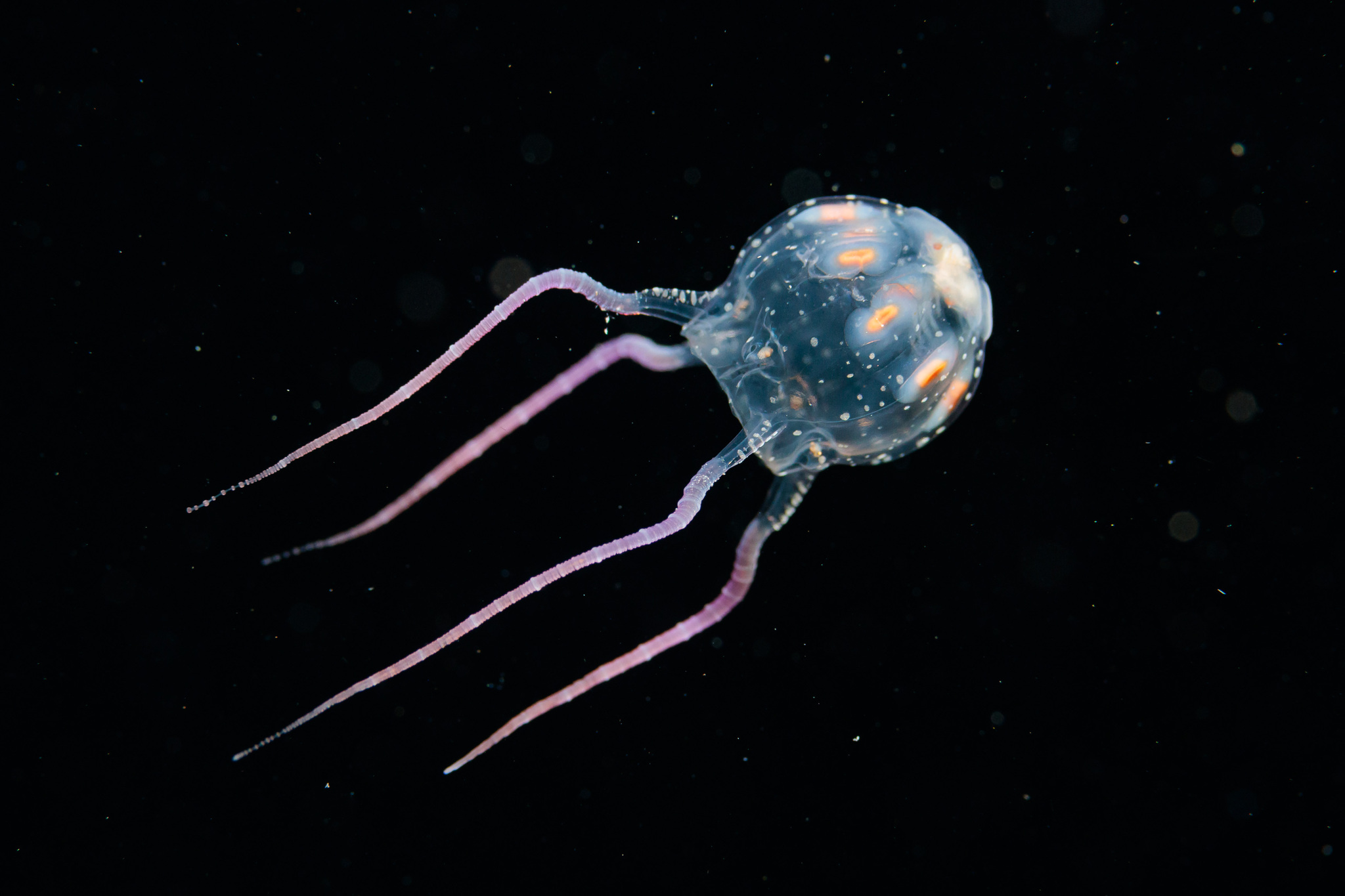 Copula sivickisi (Stiasny, 1926)