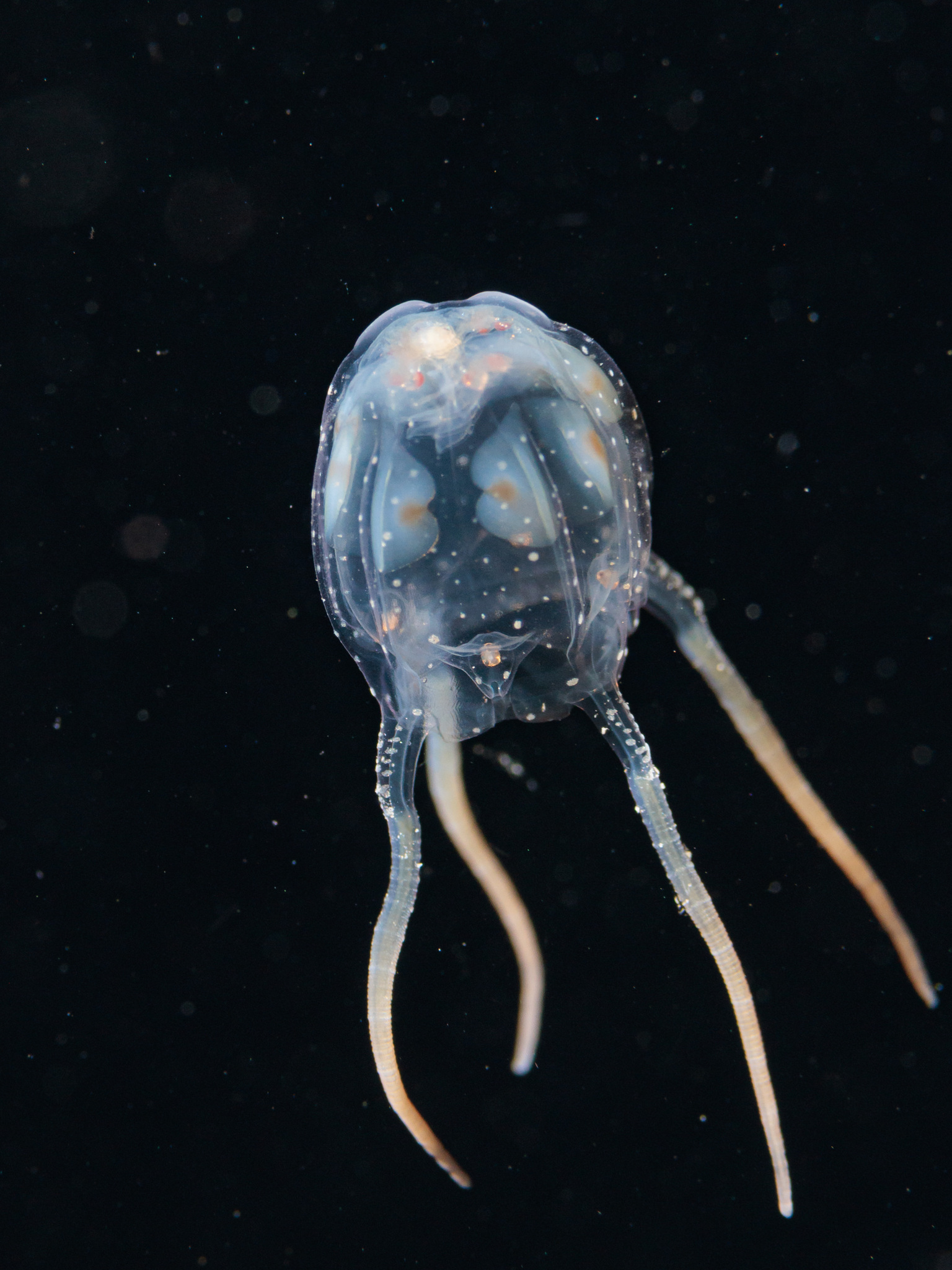 Copula sivickisi (Stiasny, 1926)