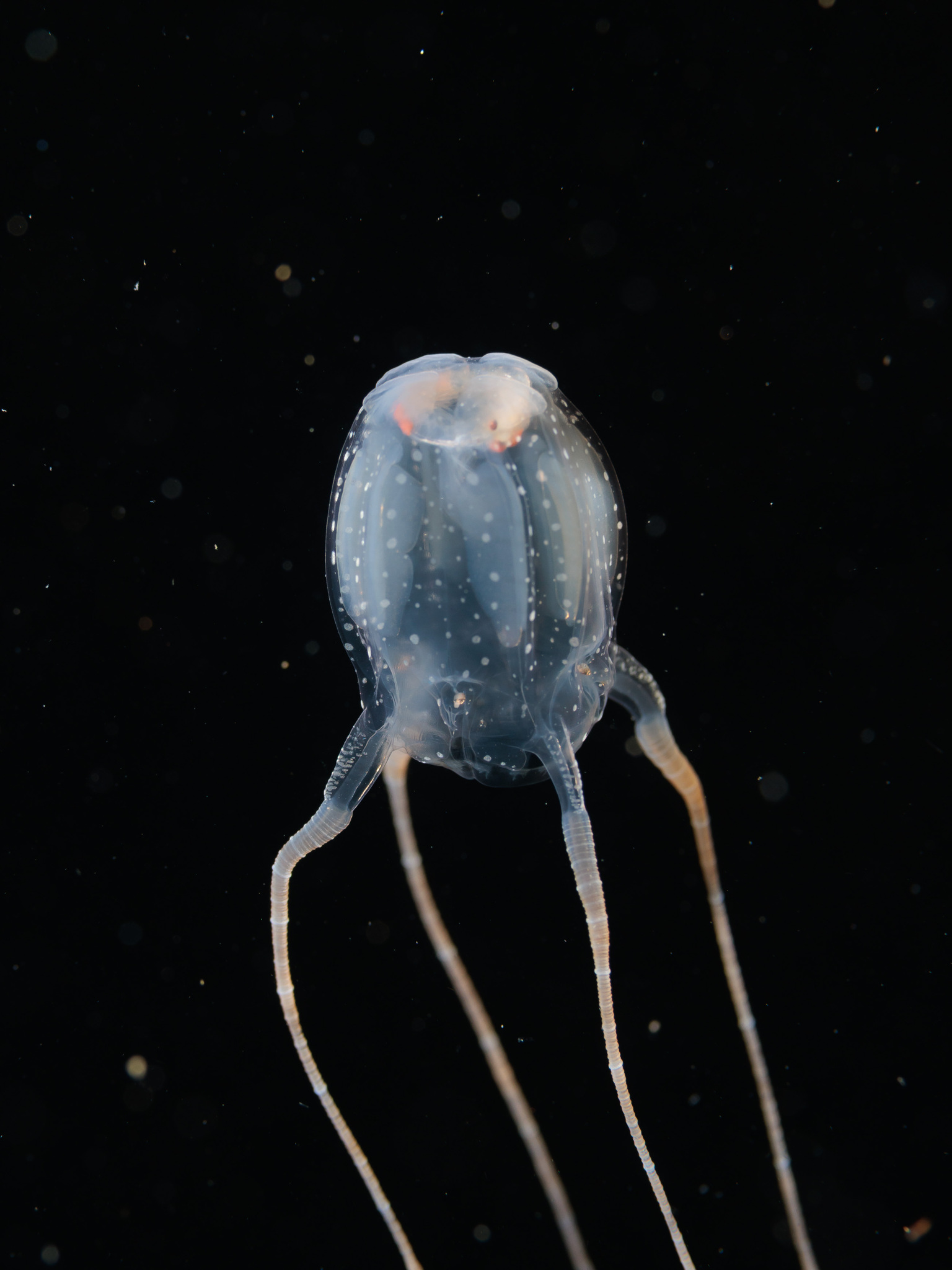 Copula sivickisi (Stiasny, 1926)