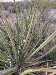 Yucca baccata brevifolia