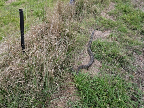 Coastal Carpet Python sighting