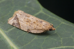 Neocalyptis affinisana