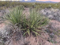 Yucca baccata brevifolia