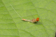 Cloeon bengalense
