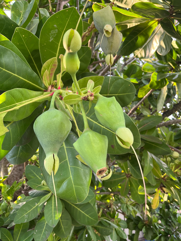 Fish Poison Tree from Rampart Street, Galle, Southern Province, LK on ...
