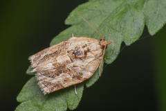 Adoxophyes privatana