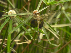 Trithemis africana