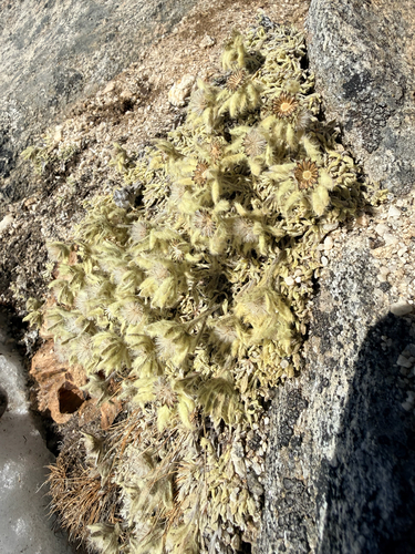 Leontopodium monocephalum