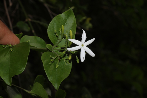 Needle-flower jasmine (Jasminum auriculatum)