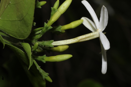 Jasminum auriculatum, photograph 1